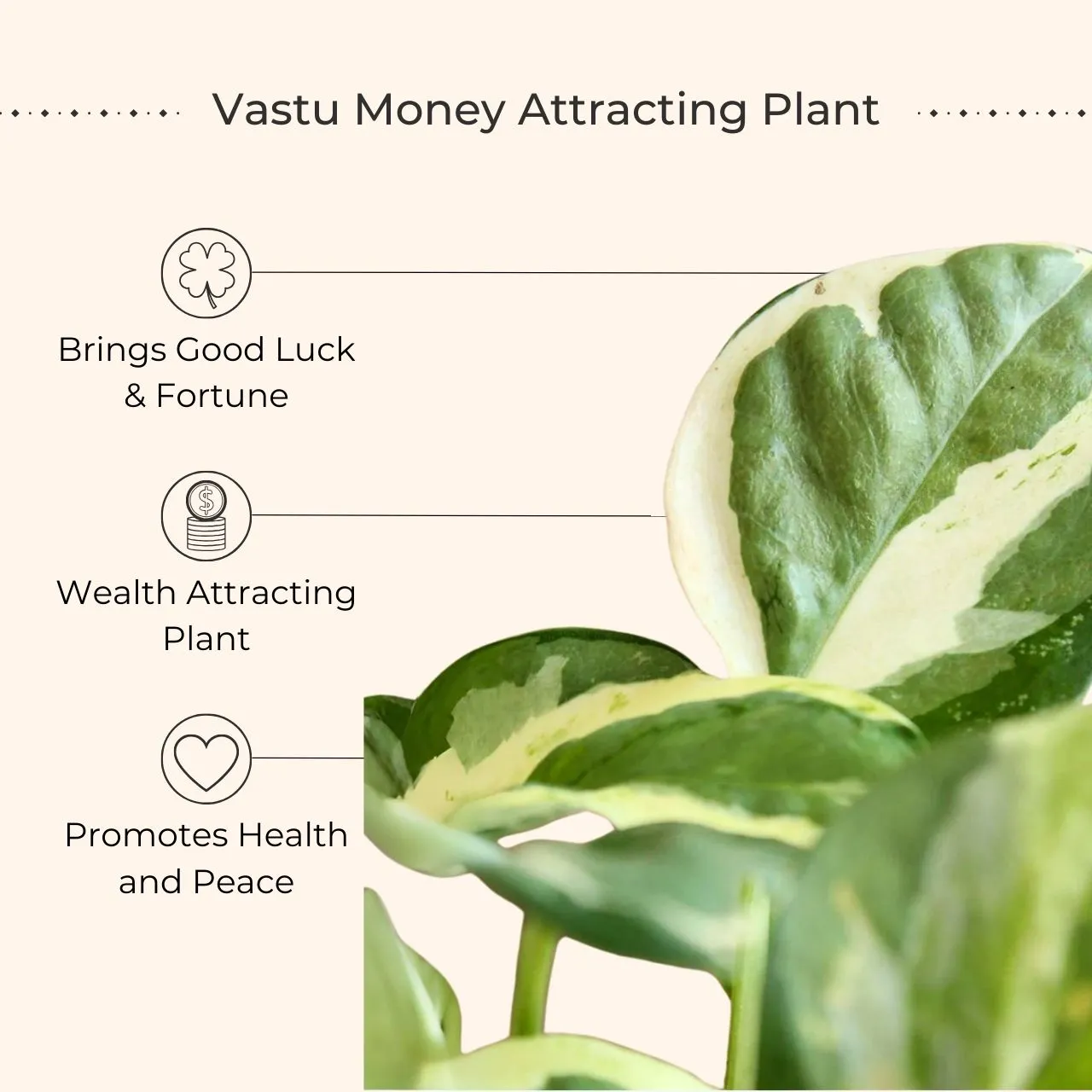 Money Plant NJoy (Small) in Golden Metal Pot - Image 2