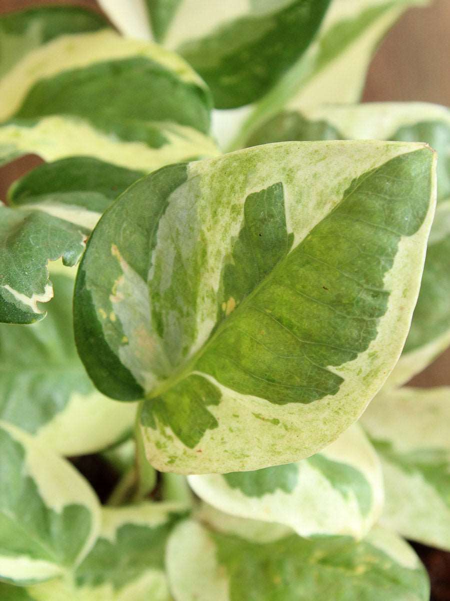 Money Plant NJoy (Small) in Golden Metal Pot - Image 8