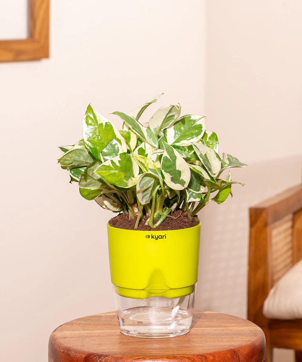 Money Variegated Plant - BYOB - Image 13