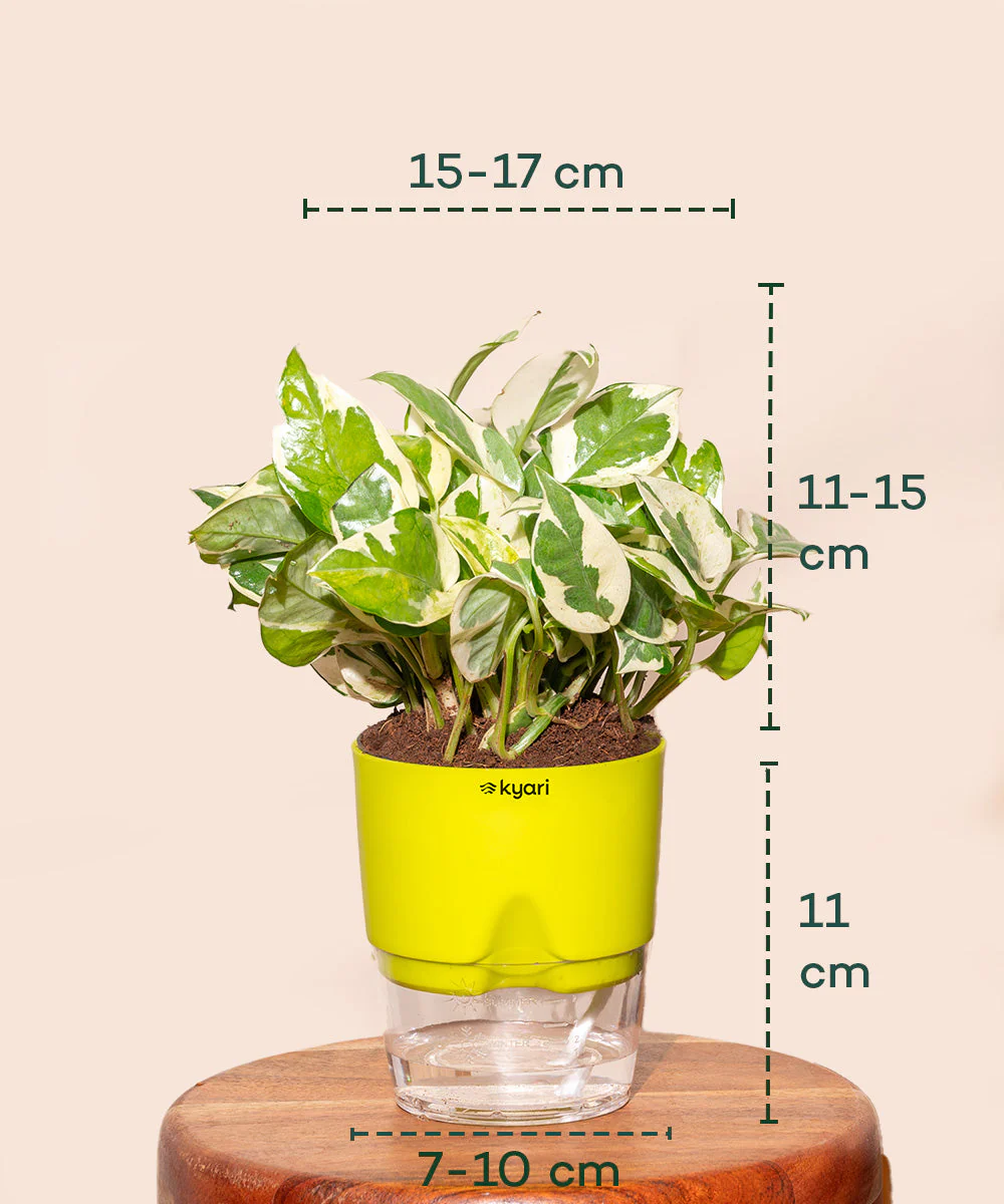 Money Variegated Plant - BYOB - Image 14