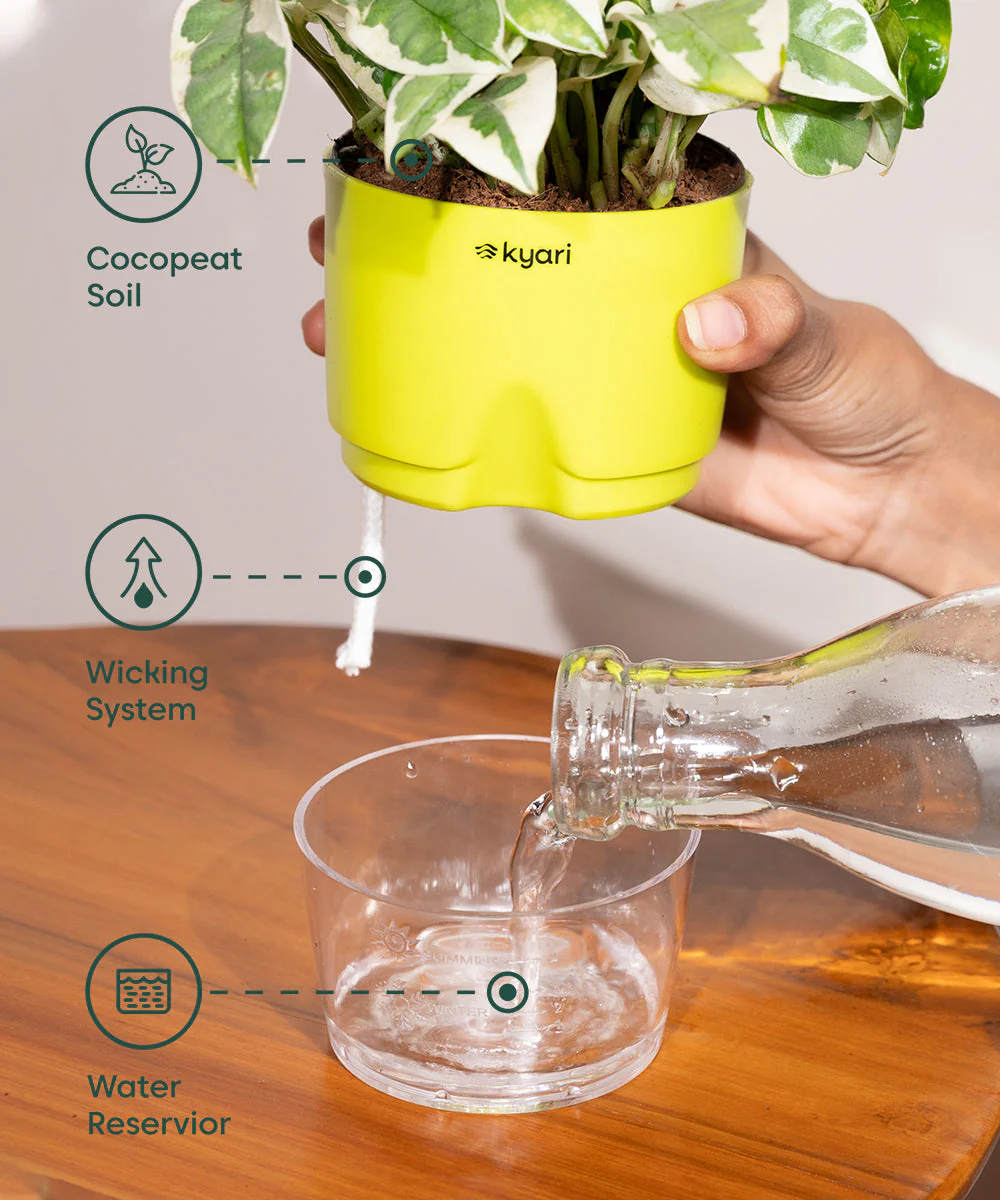 Money Variegated Plant - BYOB - Image 15