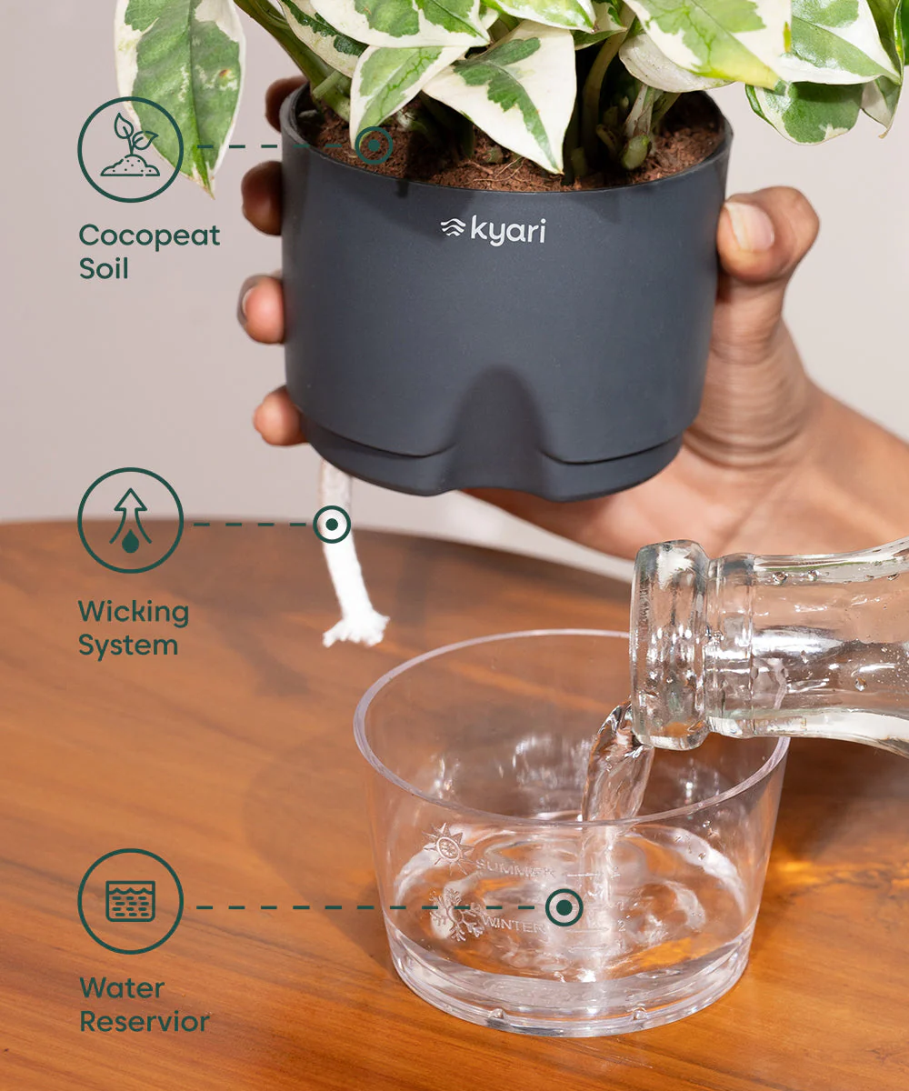 Money Variegated Plant - BYOB - Image 21
