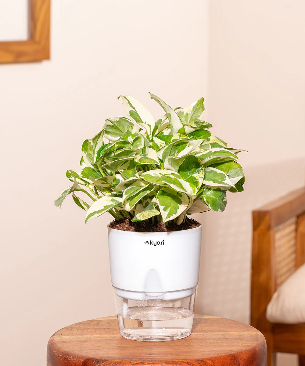 Money Variegated Plant - BYOB - Image 31