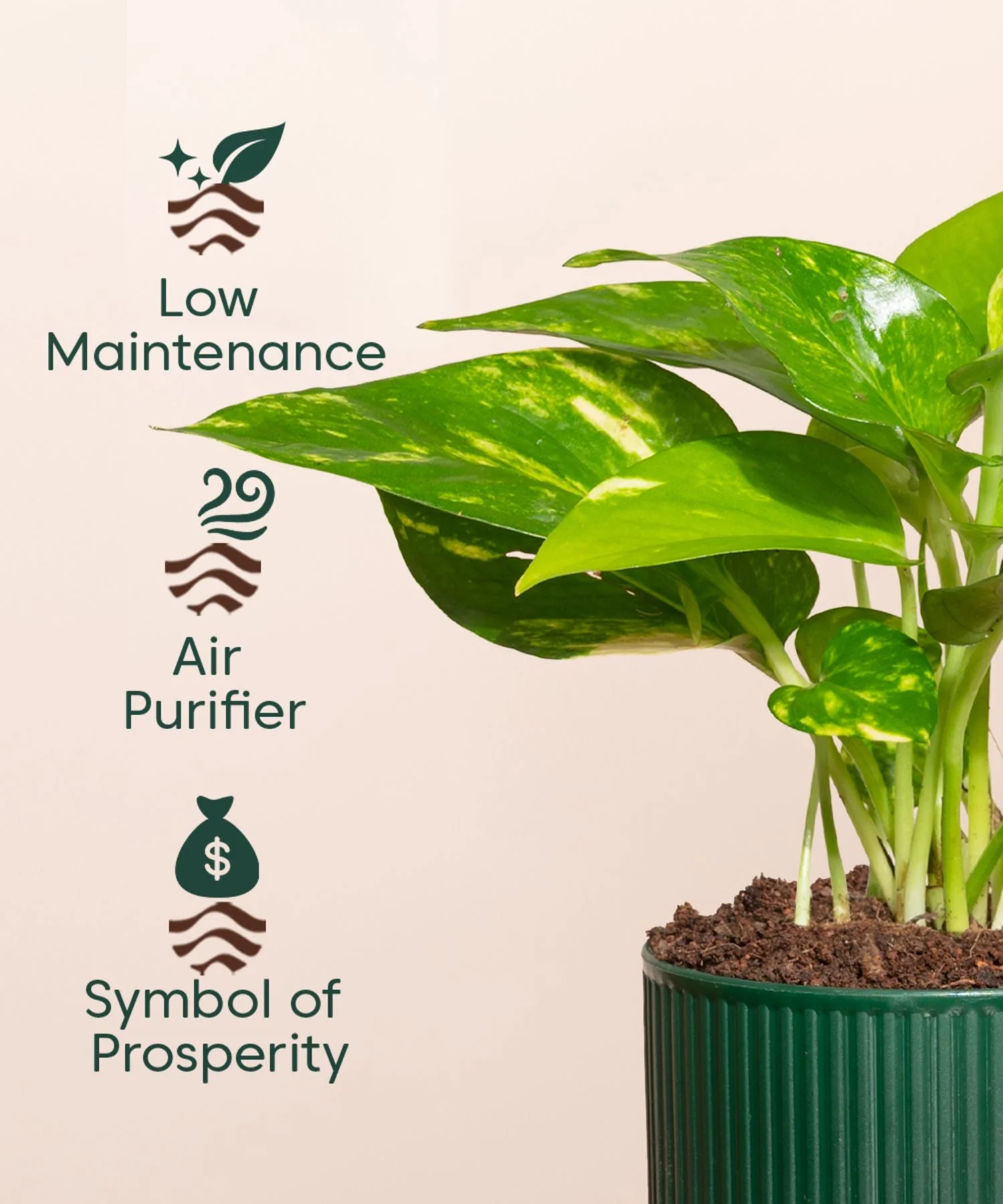 Money Variegated Plant With Mylo Self Watering Pot - Image 4