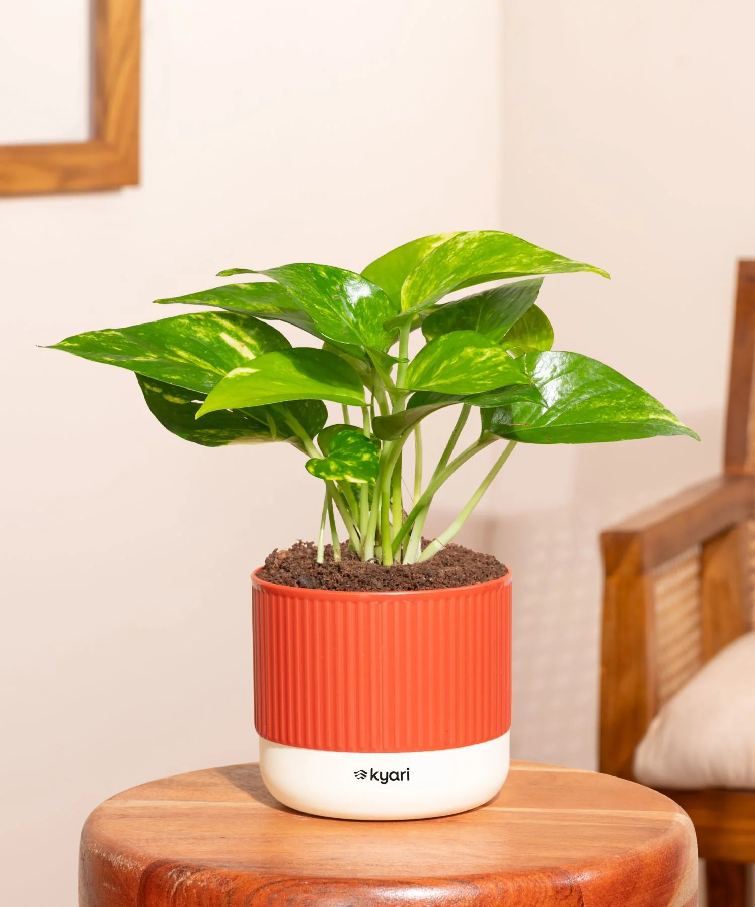 Money Variegated Plant With Mylo Self Watering Pot- offer - Image 103