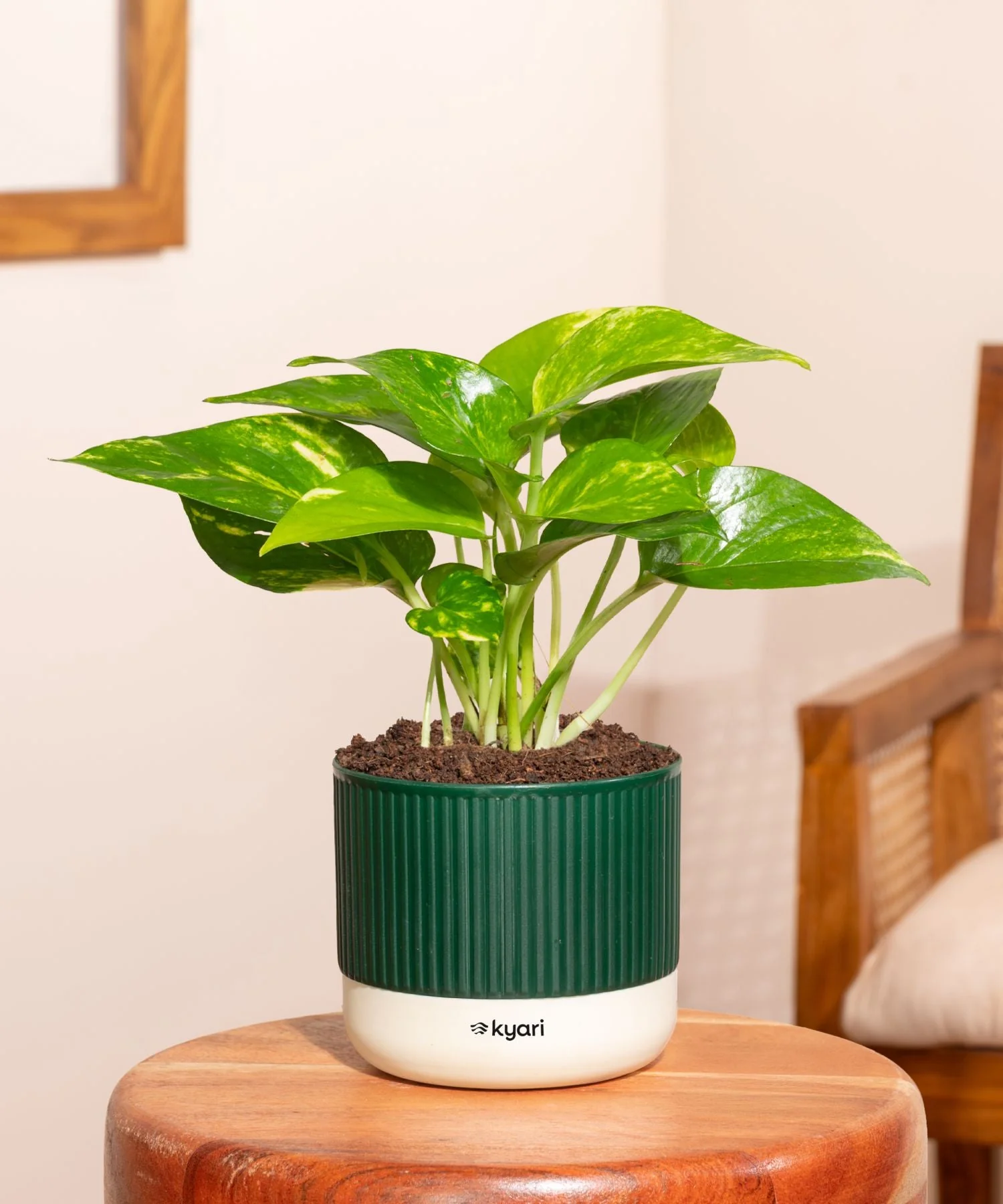 Money Variegated Plant With Mylo Self Watering Pot- offer - Image 79