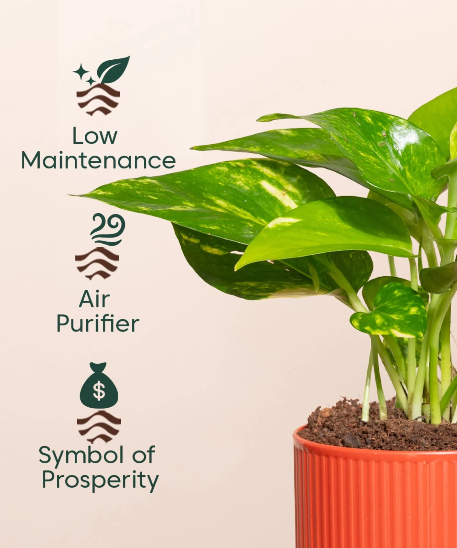 Money Variegated Plant With Mylo Self Watering Pot- Paytm Exclusive - Image 10