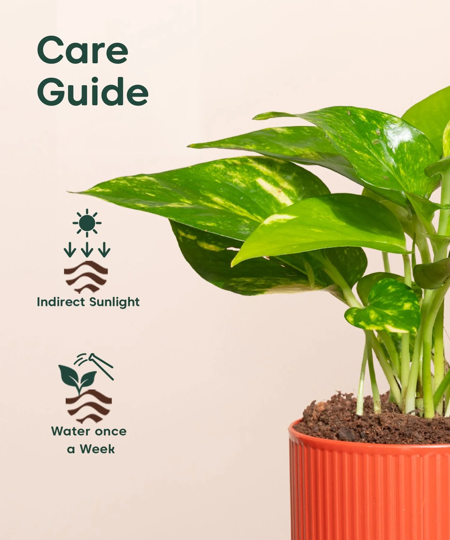 Money Variegated Plant With Mylo Self Watering Pot- Paytm Exclusive - Image 11