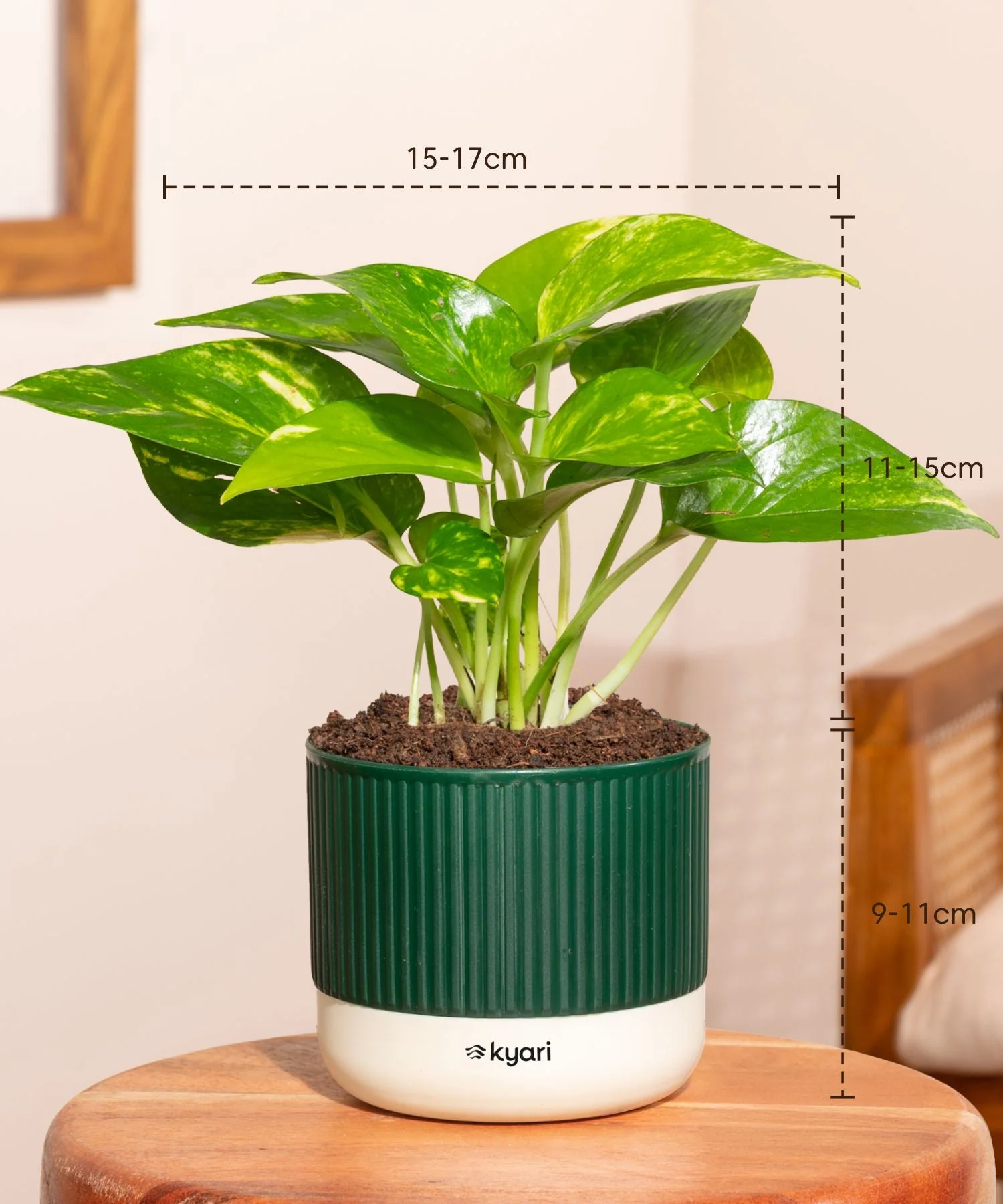 Money Variegated Plant With Mylo Self Watering Pot- Paytm Exclusive - Image 3