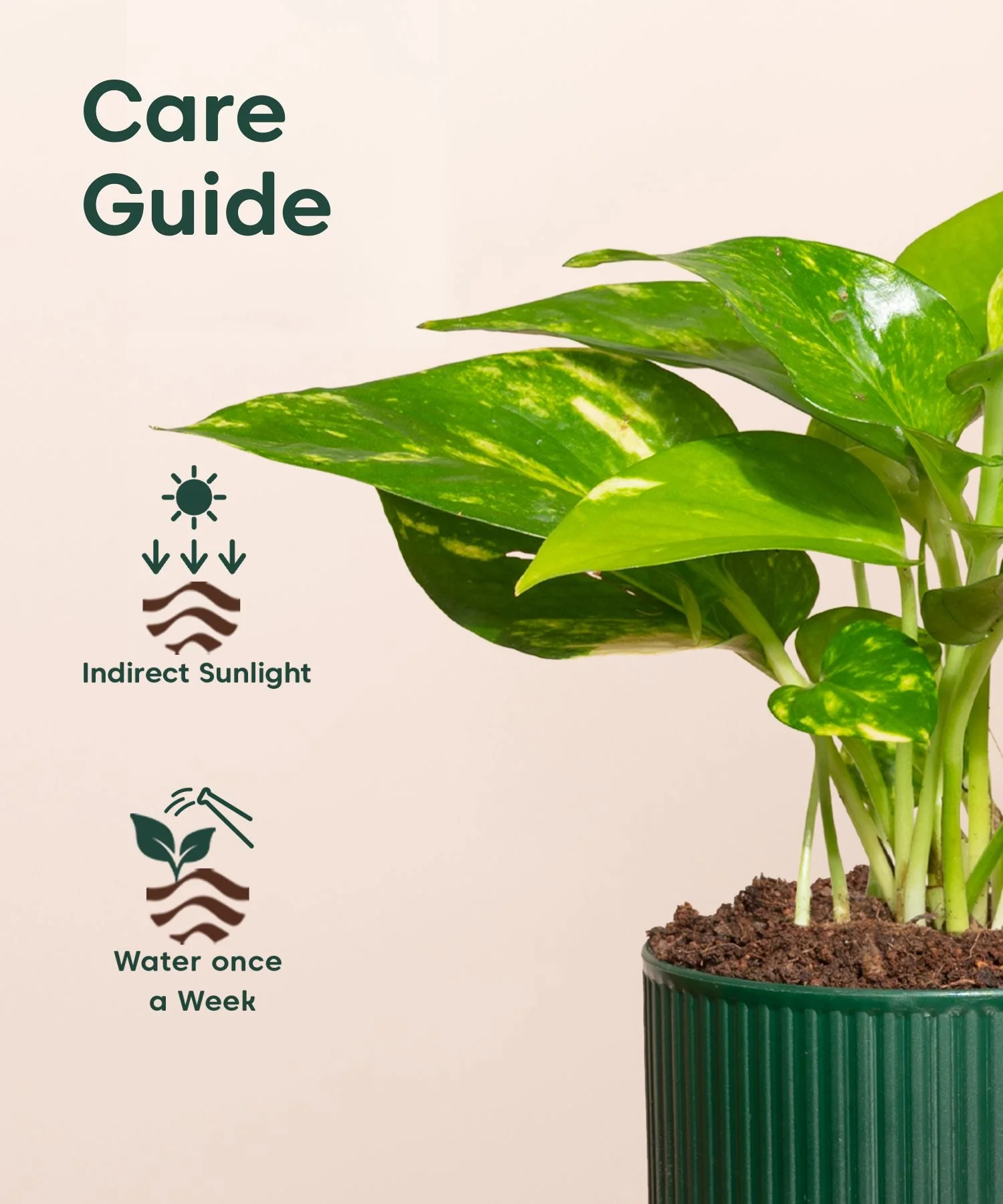 Money Variegated Plant With Mylo Self Watering Pot- Paytm Exclusive - Image 5