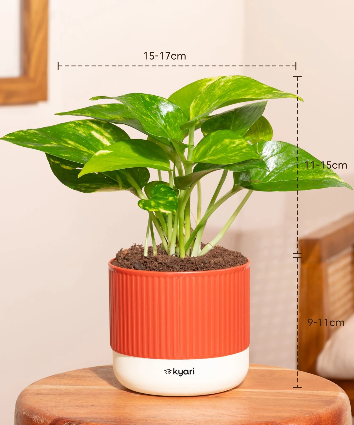 Money Variegated Plant With Mylo Self Watering Pot- Paytm Exclusive - Image 9