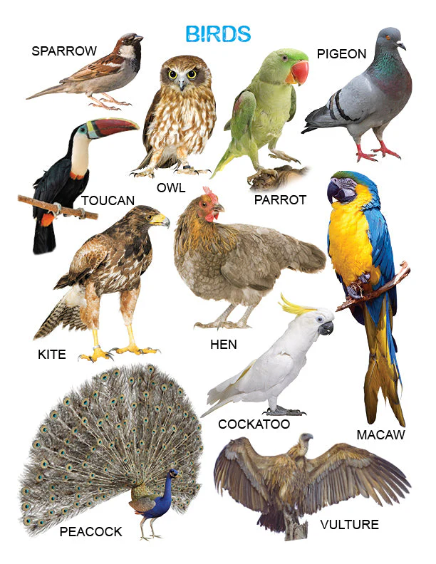 My First All in One Board Book - Image 8