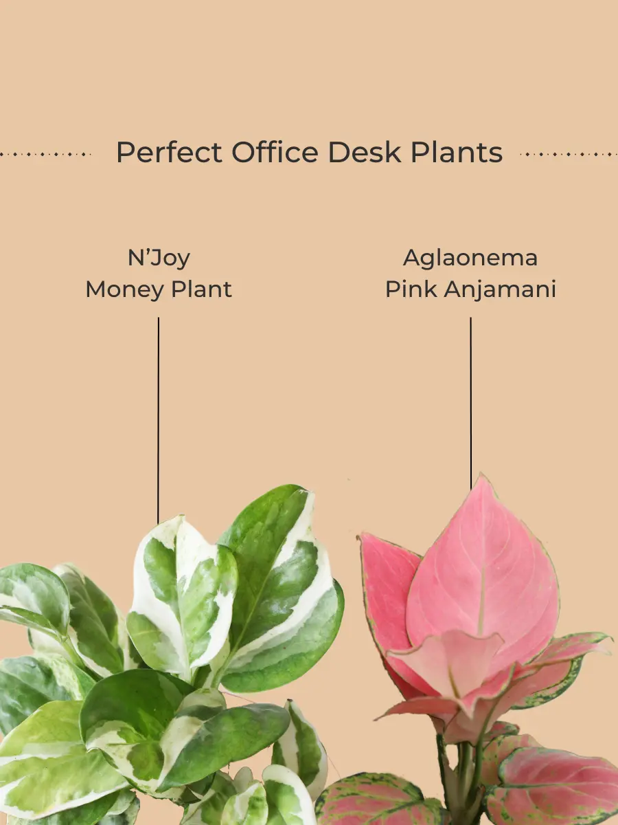 Office Desk Plants Combo (Small) - Image 2