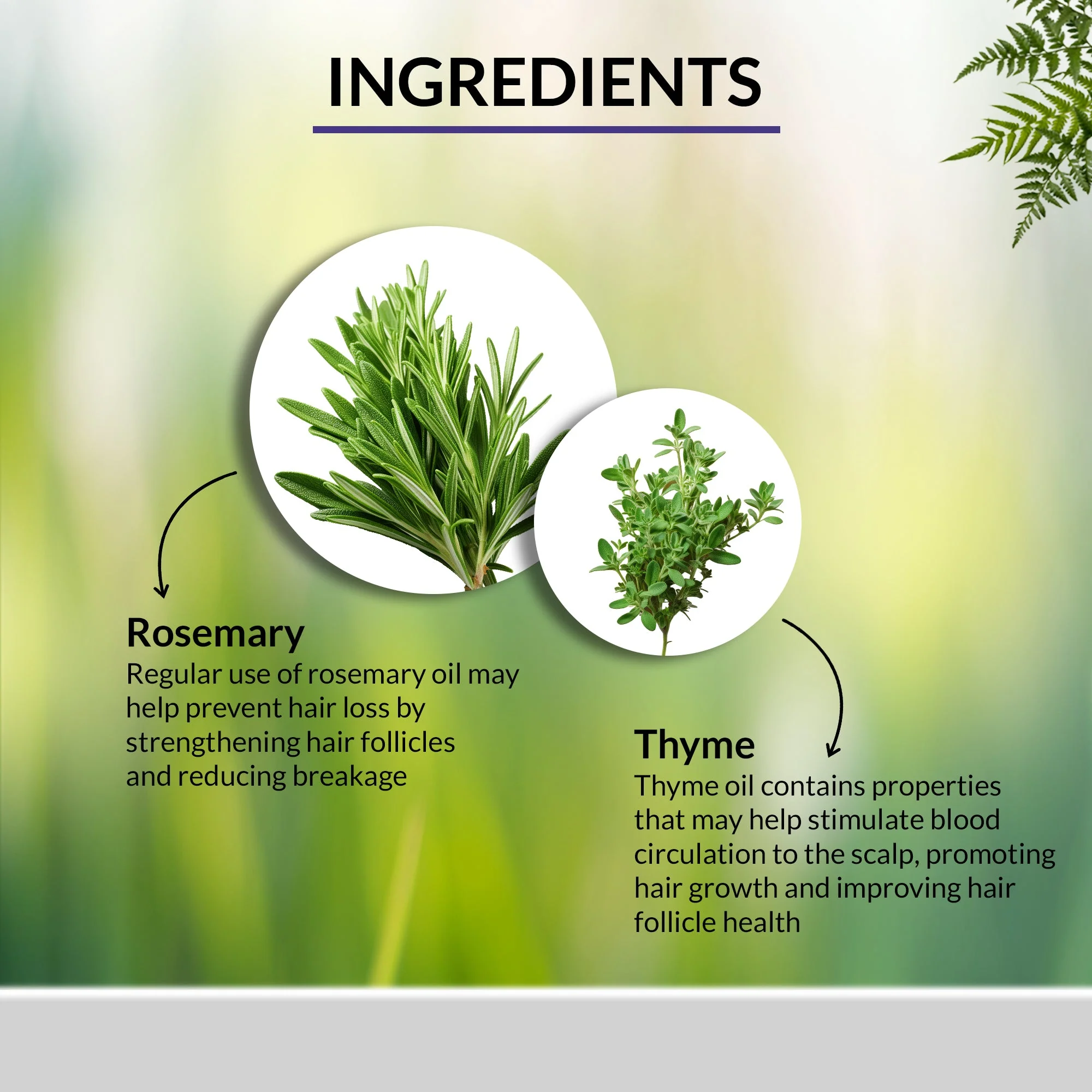 OG BEAUTY Natural Rosemary & Thyme Hair Oil 200 ML - Image 3