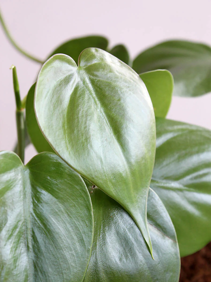 Oxycardium Green (Small) in Eco Pot - Image 2