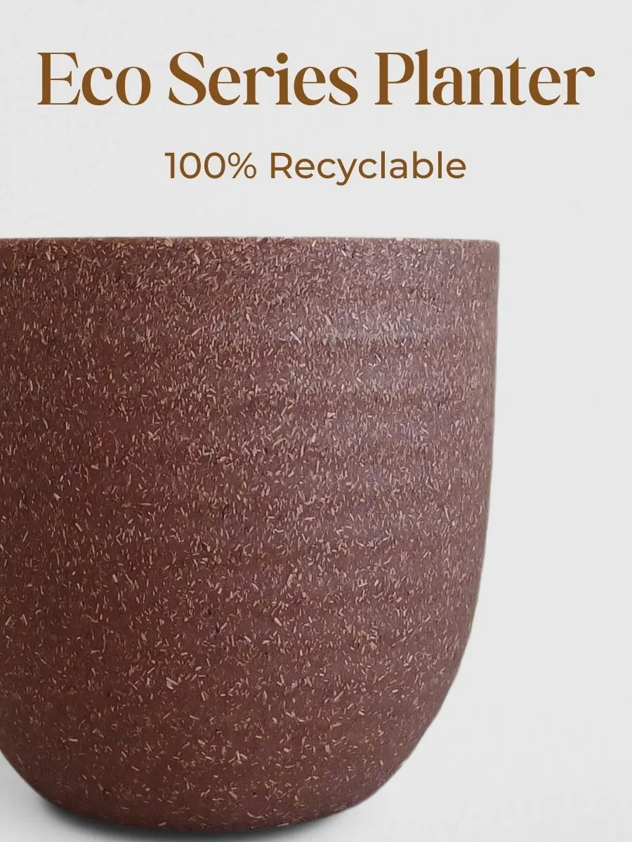 Oxycardium Green (Small) in Eco Pot - Image 3