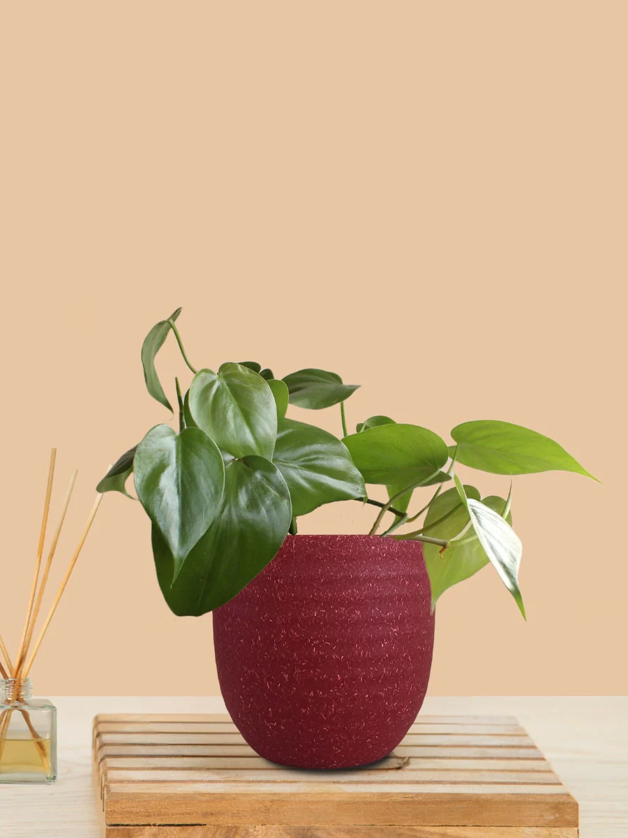 Oxycardium Green (Small) in Eco Pot - Image 9
