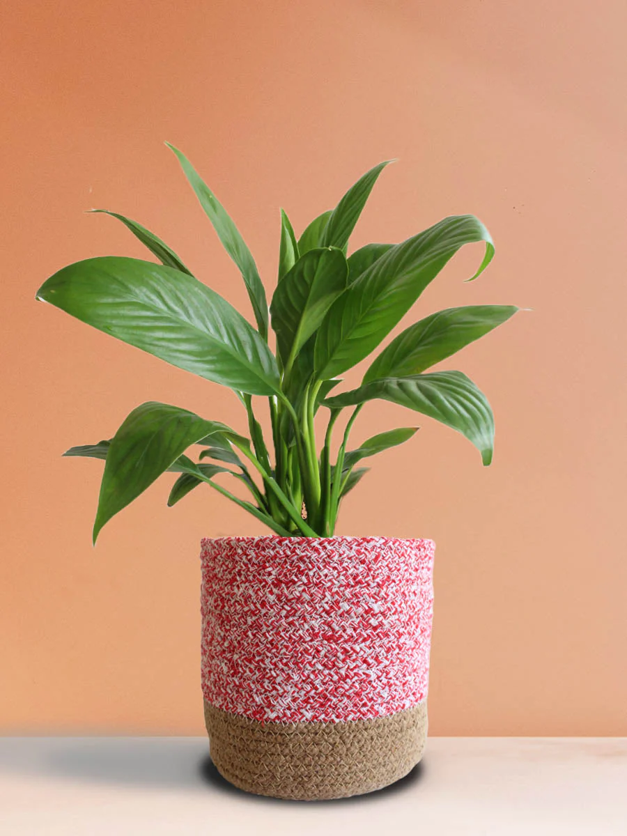 Peace Lily (Large) - Image 4