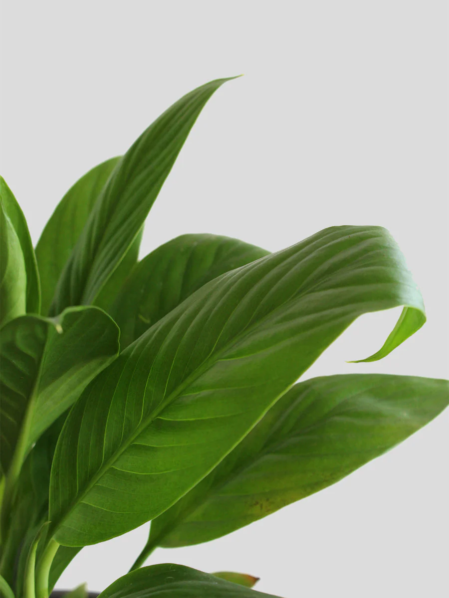 Peace Lily (Medium) - Image 2