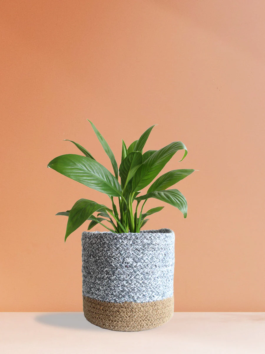 Peace Lily (Medium) - Image 5