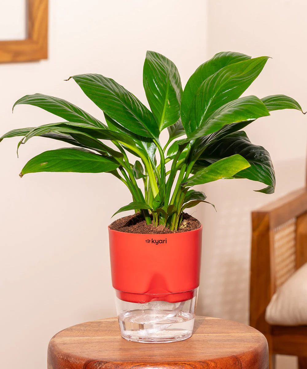 Peace Lily Plant With Self Watering Pot_ - Image 129