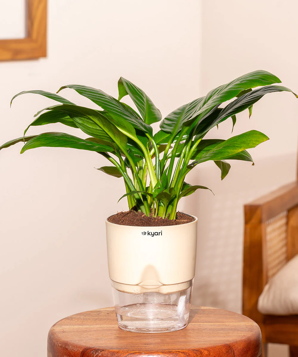 Peace Lily Plant With Self Watering Pot_ - Image 144