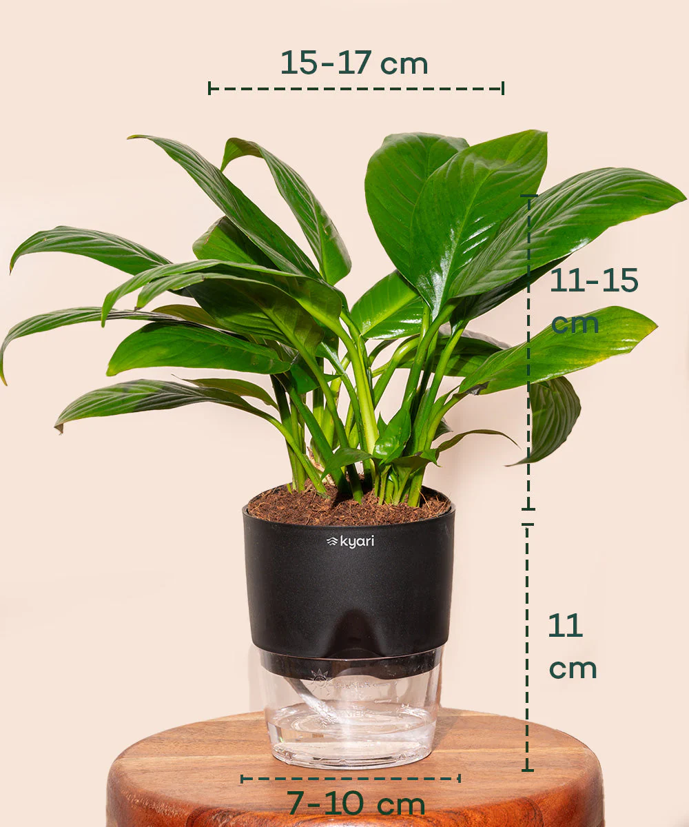 Peace Lily Plant With Self Watering Pot_ - Image 15