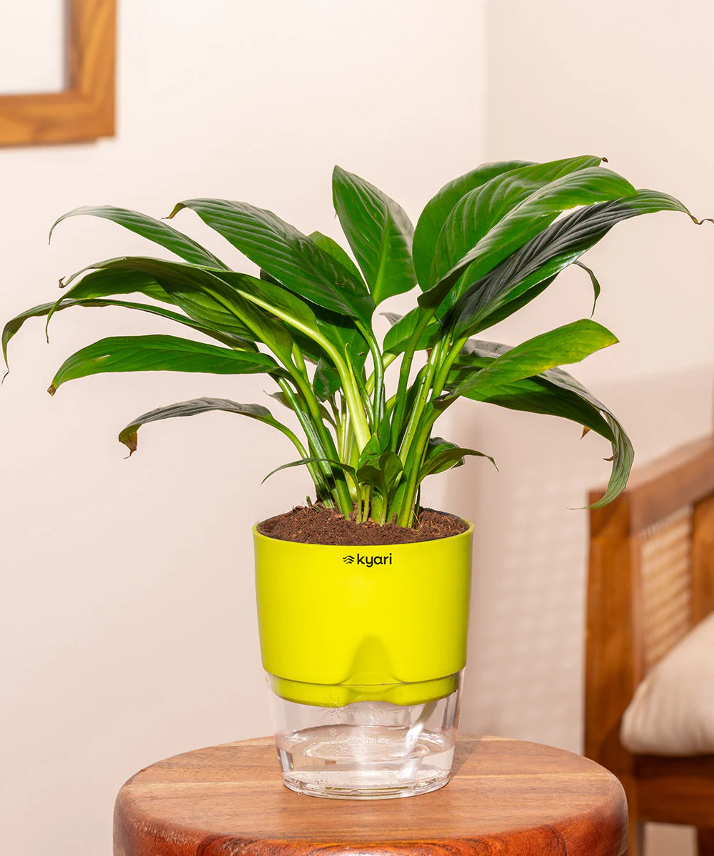 Peace Lily Plant With Self Watering Pot_ - Image 172