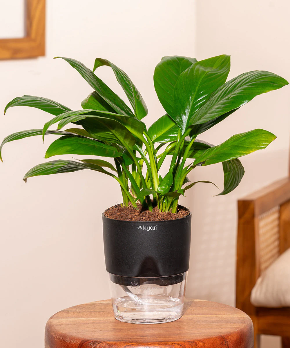 Peace Lily Plant With Self Watering Pot_ - Image 187
