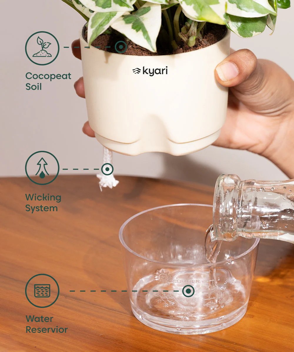 Peace Lily Plant With Self Watering Pot_ - Image 20