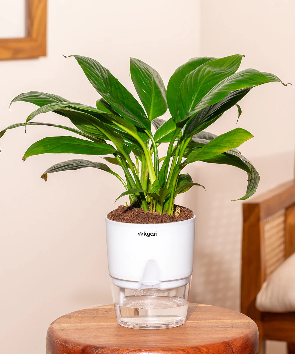 Peace Lily Plant With Self Watering Pot_ - Image 237