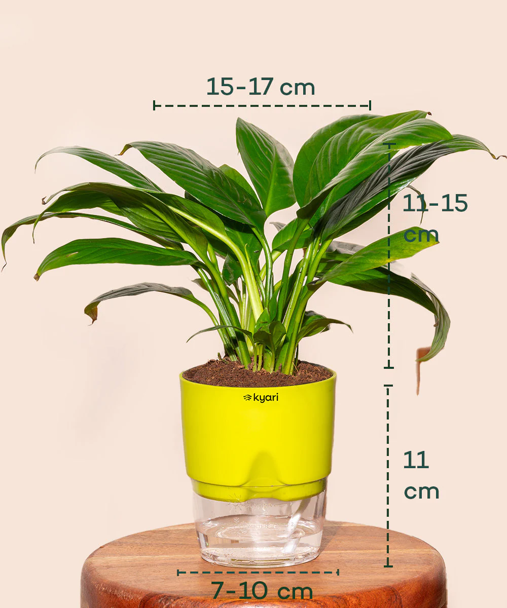 Peace Lily Plant With Self Watering Pot_ - Image 27
