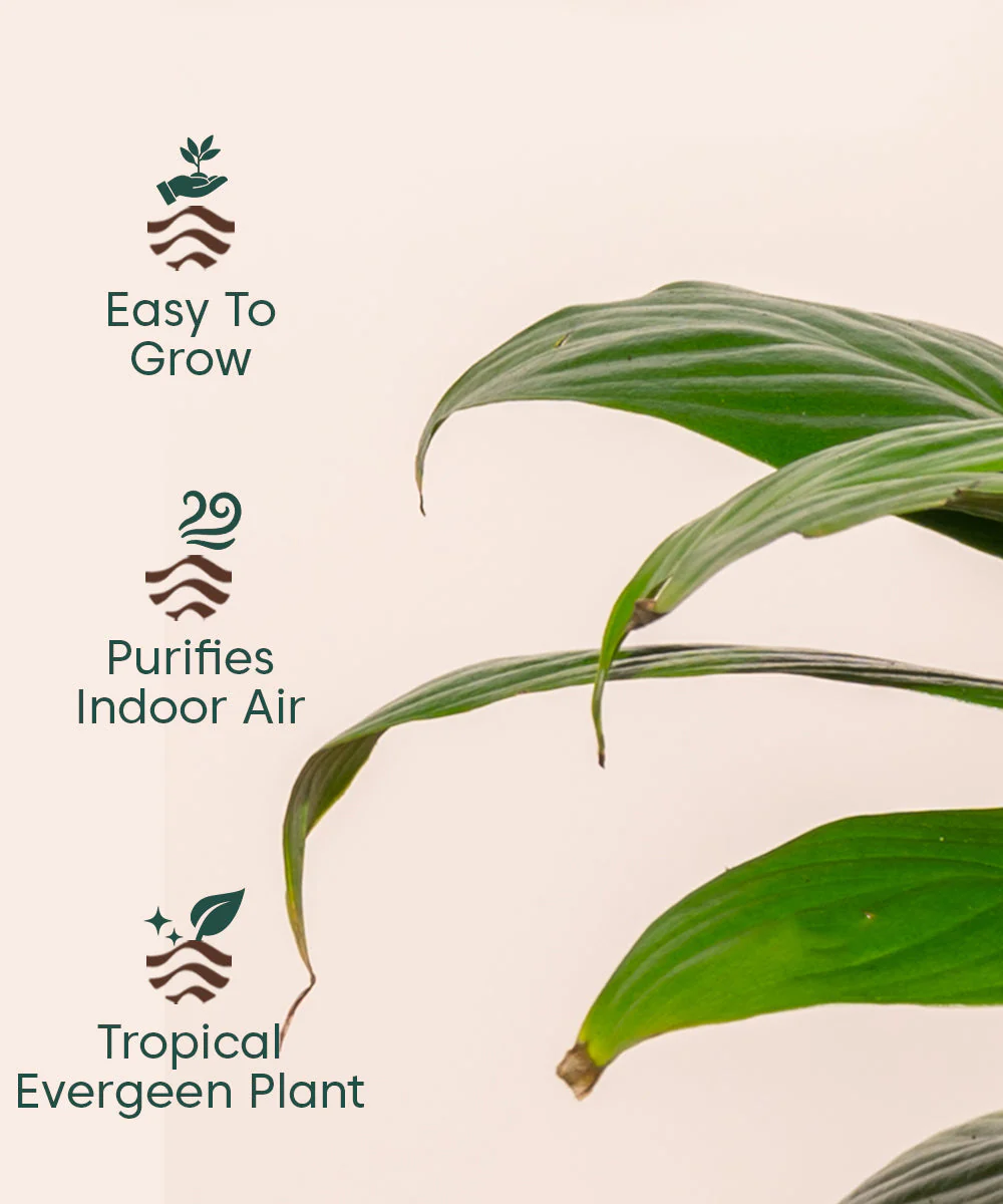 Peace Lily Plant With Self Watering Pot_ - Image 28