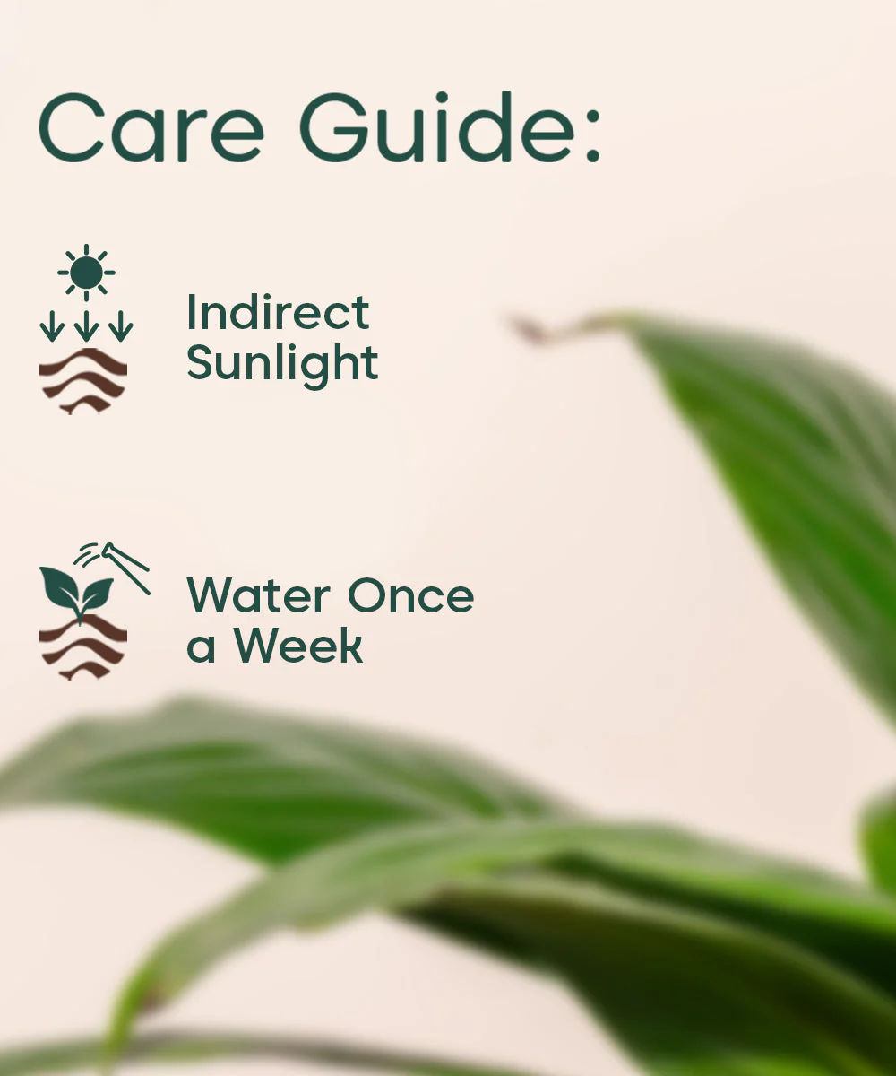 Peace Lily Plant With Self Watering Pot_ - Image 4