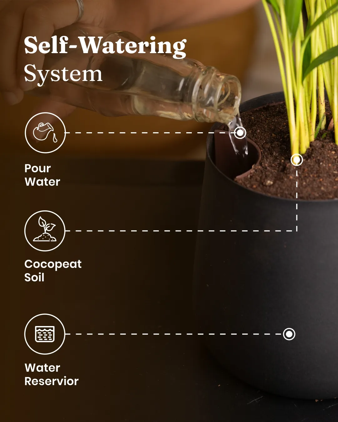 Peace Lily Plant With Self Watering Pot_ - Image 51
