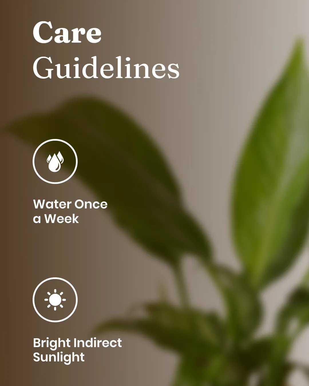 Peace Lily Plant With Self Watering Pot_ - Image 58