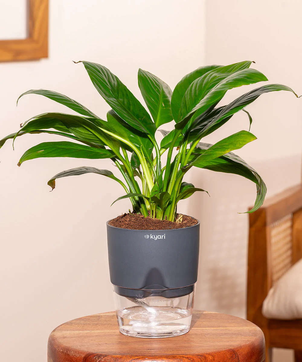Peace Lily Plant With Self Watering Pot_ - Image 73