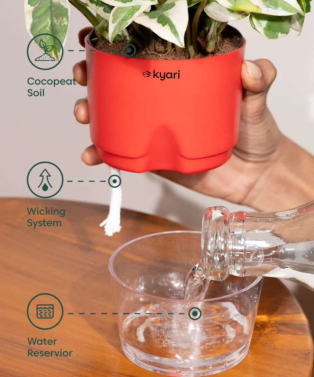 Peace Lily Plant With Self Watering Pot_ - Image 8