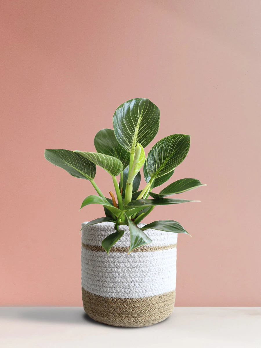Philodendron Birkin (Medium) - Image 11