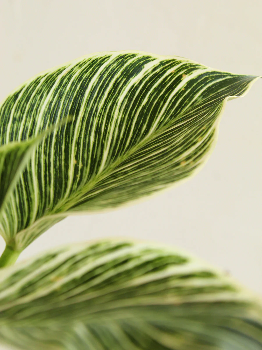 Philodendron Birkin (Medium) - Image 6