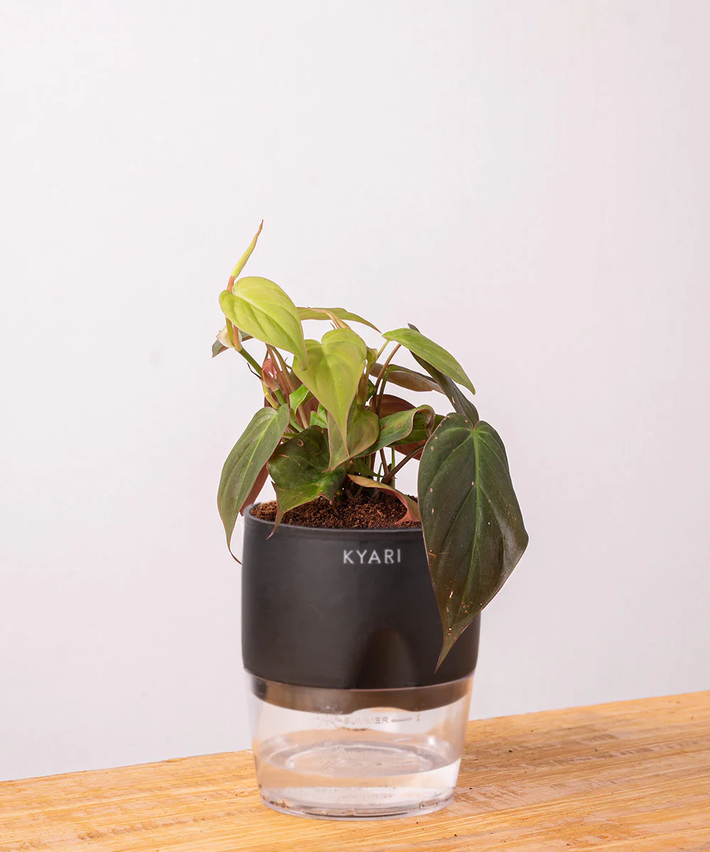 Philodendron Micans Plant With Self Watering Pot - Image 11