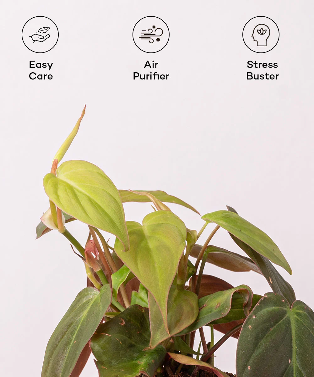 Philodendron Micans Plant With Self Watering Pot - Image 12