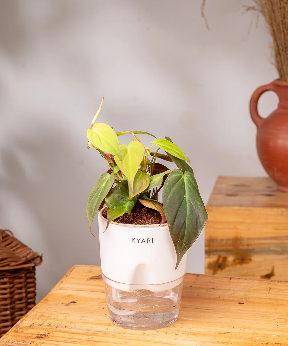 Philodendron Micans Plant With Self Watering Pot - Image 2