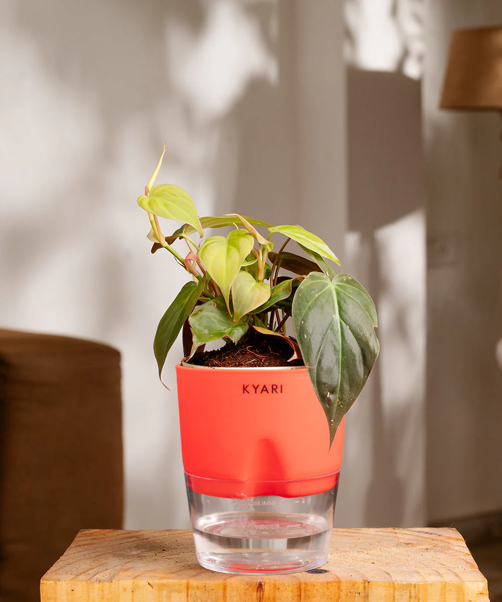 Philodendron Micans Plant With Self Watering Pot - Image 22
