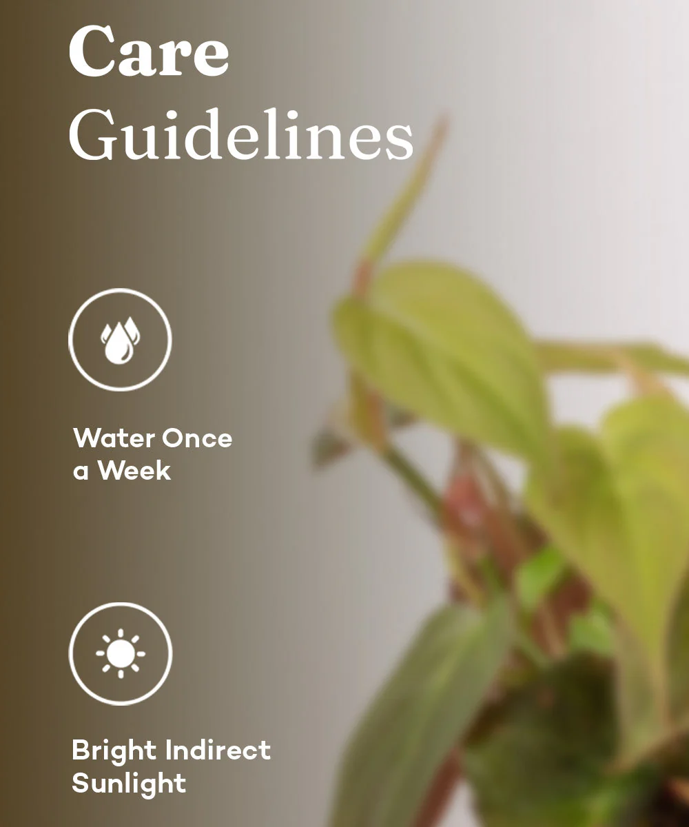 Philodendron Micans Plant With Self Watering Pot - Image 26