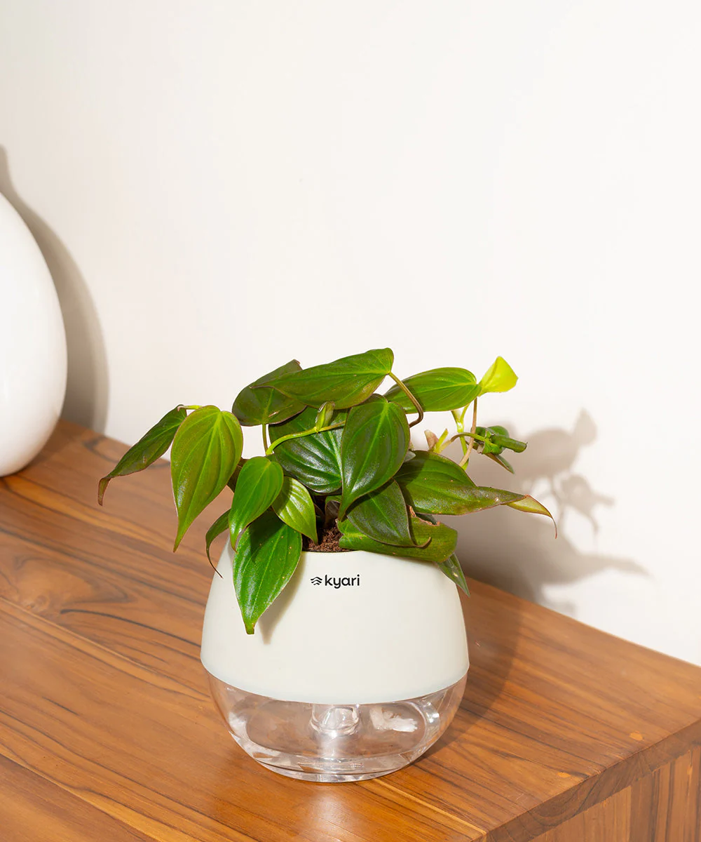 Philodendron Micans Plant With Self Watering Pot - Image 43