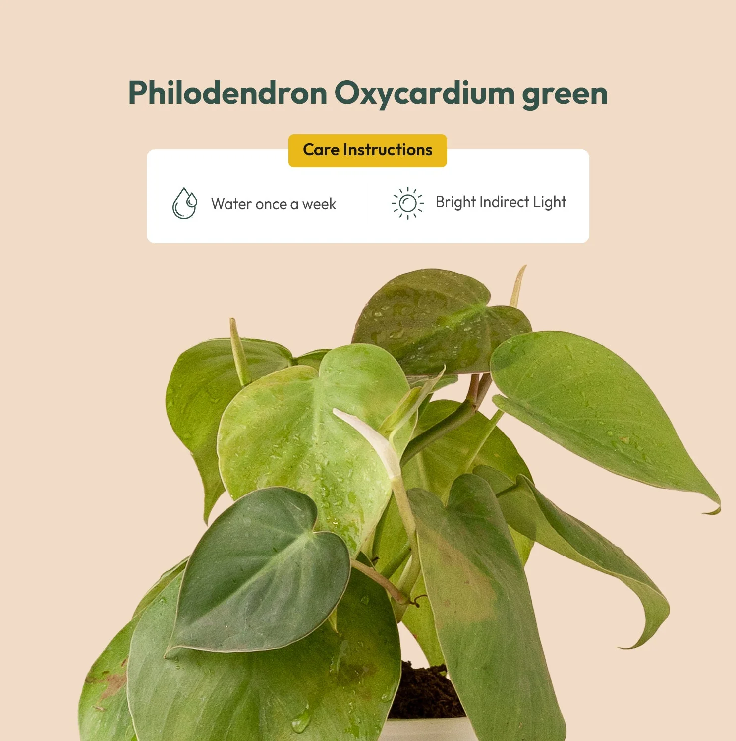 Philodendron Oxycardium Plant With Self Watering Pot - Image 3
