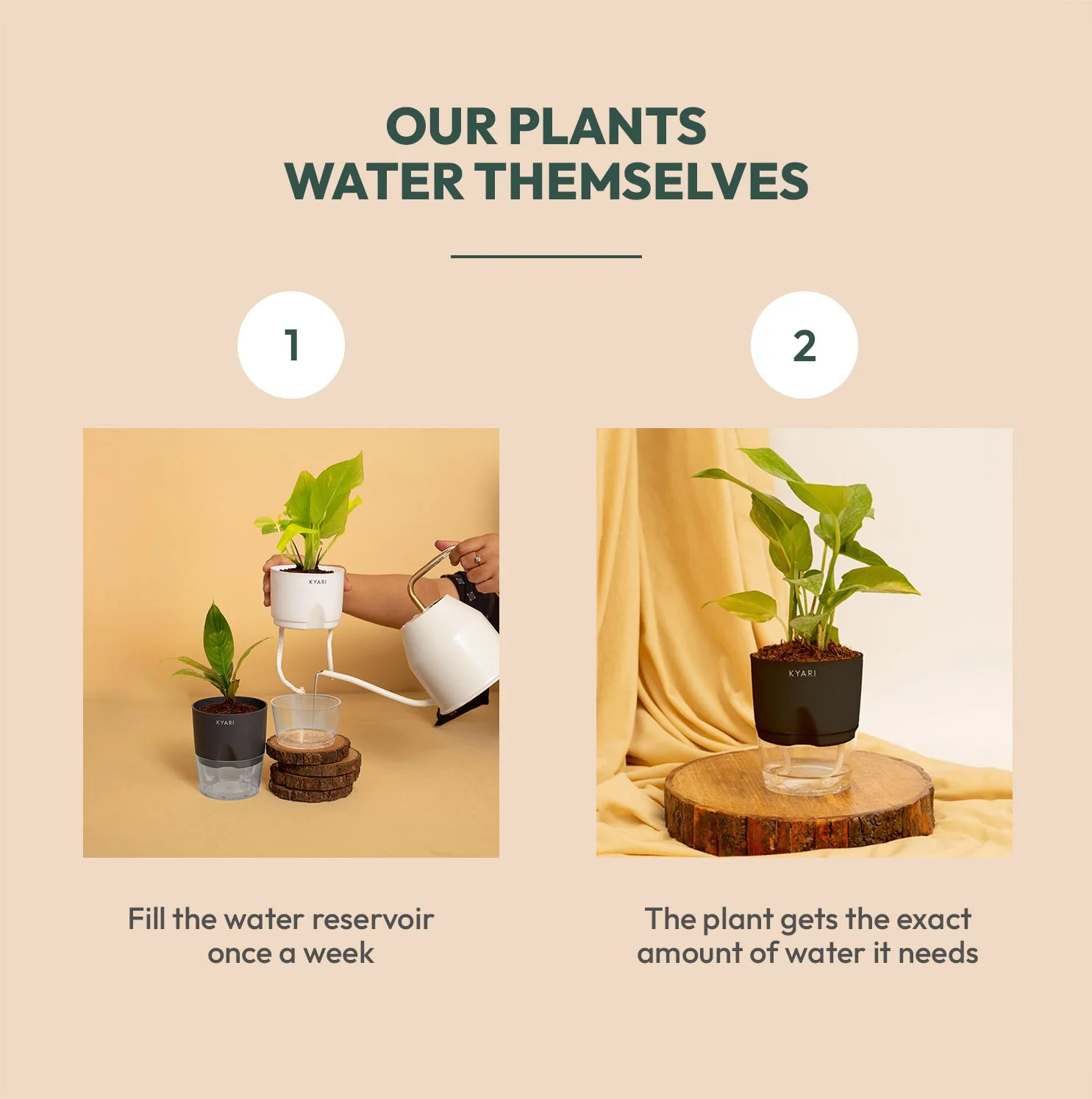 Philodendron Oxycardium Plant With Self Watering Pot - Image 4