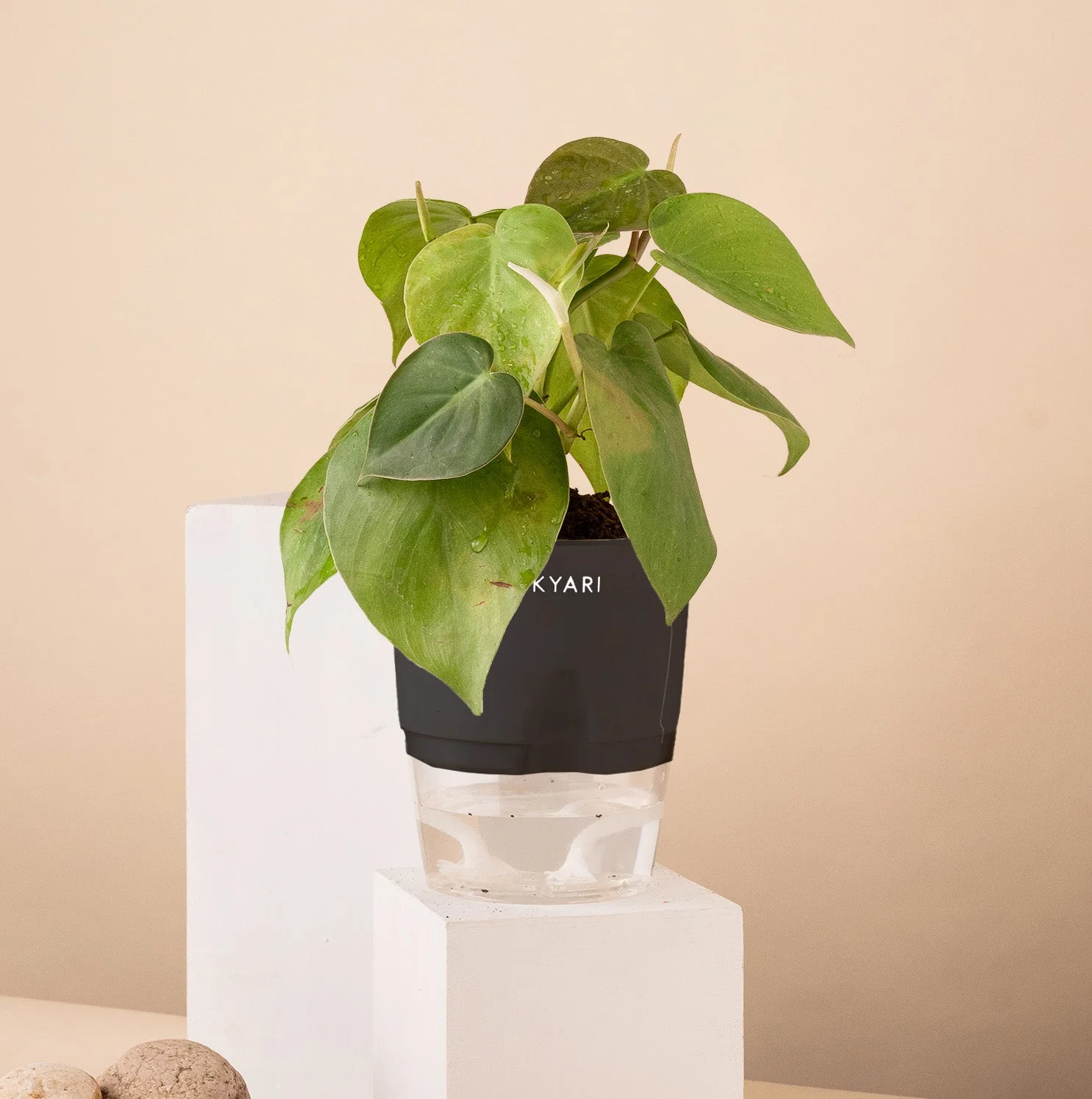 Philodendron Oxycardium Plant With Self Watering Pot - Image 8