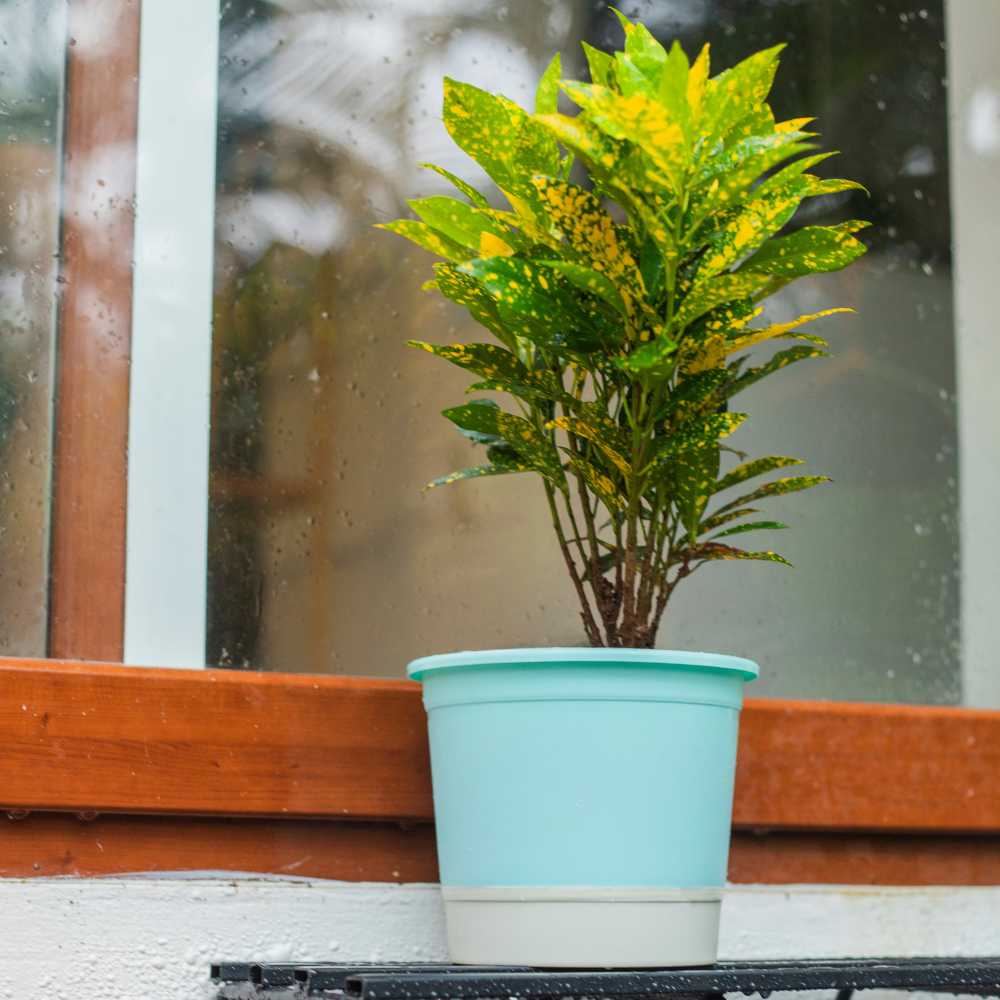 Self Watering Plastic Pot - Image 3
